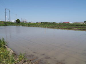 中央に結界が張られたような田んぼ（伊勢市磯町）
