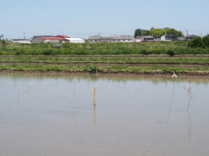 中央に結界が張られたような田んぼ（伊勢市磯町）