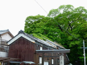 河邊七種神社の社叢