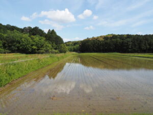 里山ビオトープ付近（玉城町玉川）