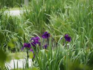 勾玉池菖蒲園で咲き始めたハナショウブ（外宮）