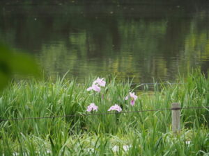 勾玉池菖蒲園で咲き始めたハナショウブ（外宮）
