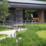 勾玉池菖蒲園で咲き始めたハナショウブ（外宮）