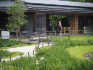 勾玉池菖蒲園で咲き始めたハナショウブ（外宮）