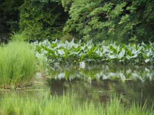 勾玉池の奥に見えるはコウホネ（外宮）