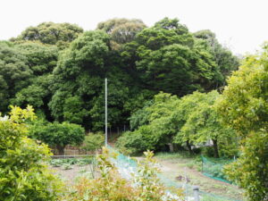 宇治山田神社（皇大神宮 摂社）の社叢