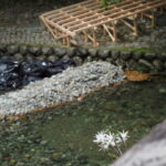 風日祈宮橋に咲くセッコク