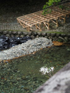 風日祈宮橋に咲くセッコク
