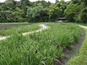 勾玉池菖蒲園（外宮）