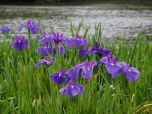 勾玉池菖蒲園にて（外宮）