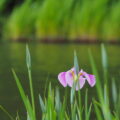 勾玉池菖蒲園にて（外宮）