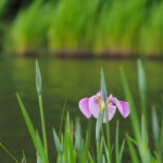 勾玉池菖蒲園にて（外宮）