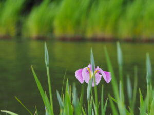 勾玉池菖蒲園にて（外宮）