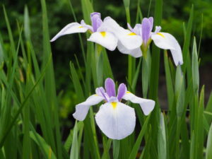 勾玉池菖蒲園にて（外宮）
