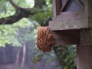 これは？（風日祈宮橋付近）