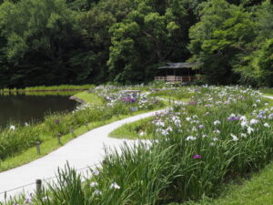 勾玉池菖蒲園（外宮）