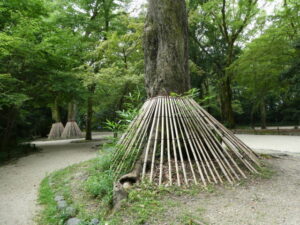 糺の森（下鴨神社境内）