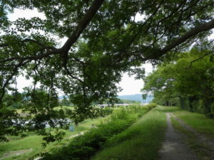 賀茂川の左岸（出雲路橋〜北大路橋）