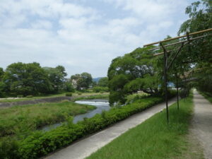 半木の道（賀茂川左岸）