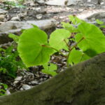 境内で育てられるフタバアオイ（上賀茂神社）