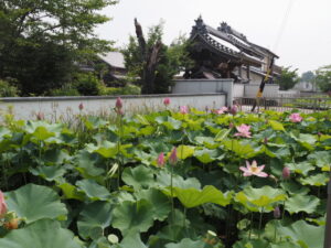 大賀ハス（西光寺）