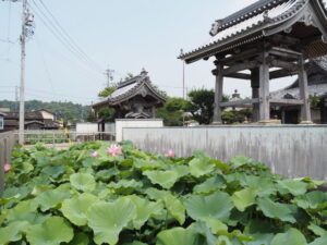 大賀ハス（西光寺）