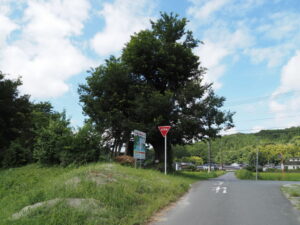 石橋のエノキ（津市一志町石橋）