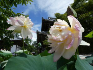 蓮まつり(専修寺)
