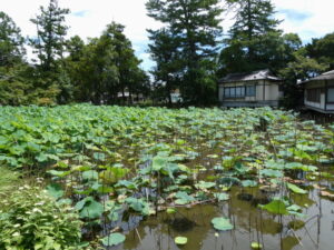 蓮池(専修寺)