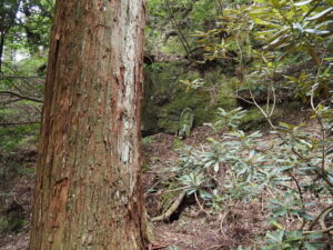 奥之院の参道付近(室生寺)