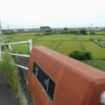 宮川大橋の左岸付近から望む田んぼ（伊勢市磯町）