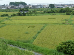 中央に結界が張られたような田んぼのいま（伊勢市磯町）