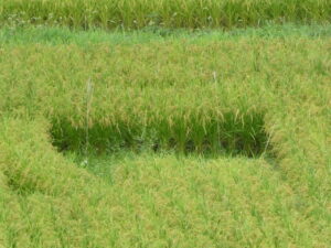 中央に結界が張られたような田んぼのいま（伊勢市磯町）