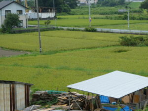 中央に結界が張られたような田んぼのいま（伊勢市磯町）