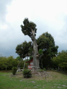天神島に立つ御神木（大沢池）