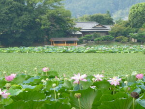 大沢池