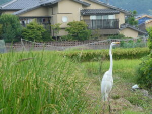 京都市右京区嵯峨観空寺久保殿町にて