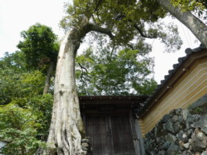 檀林寺