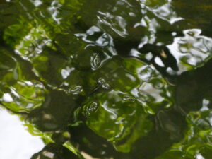 永観堂にて