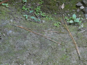 三鈷の松（永観堂）