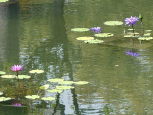 放生池（永観堂）