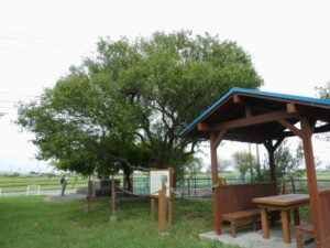 東大淀イヌナシ（伊勢市東大淀町）