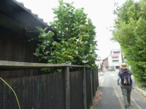 伊勢市村松町にて