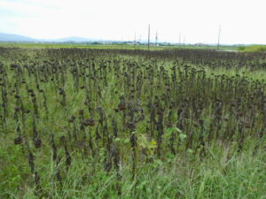 真っ黒なヒマワリ畑（伊勢市東大淀町）