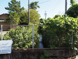 江島若宮八幡神社付近の水路（鈴鹿市東江島町）