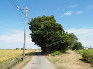 伊勢市柏町にて