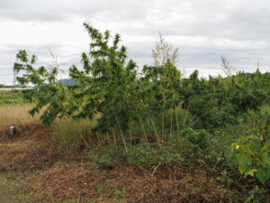 これらは無毒な大麻？（伊勢市御薗町高向）