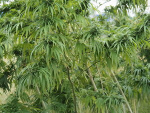 これらは無毒な大麻？（伊勢市御薗町高向）