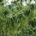 これらは無毒な大麻？（伊勢市御薗町高向）