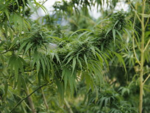 これらは無毒な大麻？（伊勢市御薗町高向）
